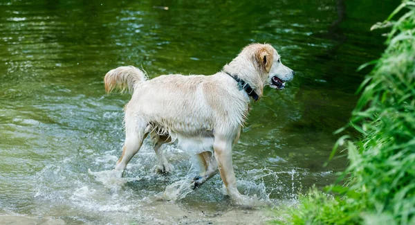 Perro encantador divertirse en el río — Foto de Stock