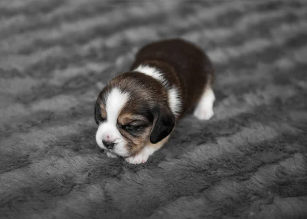 Bonito filhote de cachorro dormindo no véu — Fotografia de Stock