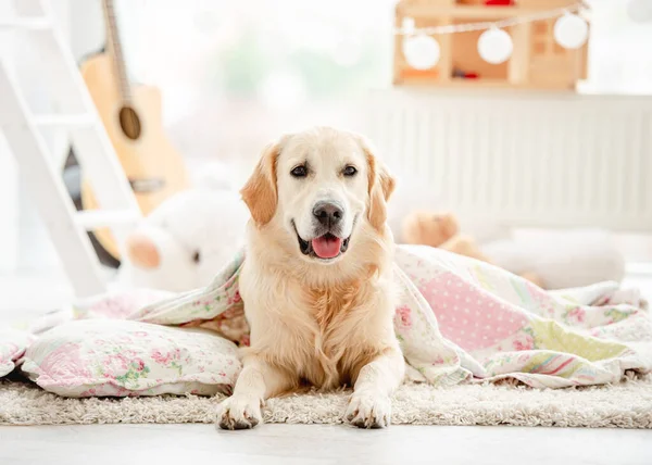 Aranyos arany retriever takaróval borított — Stock Fotó