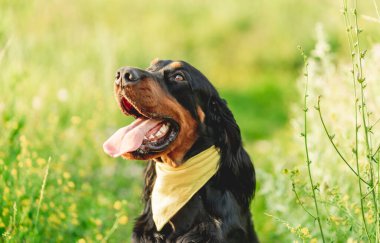 Yaz doğasında şirin bir İskoç ayarı.