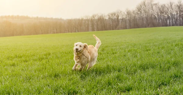 Собака сидит в зеленой траве — стоковое фото