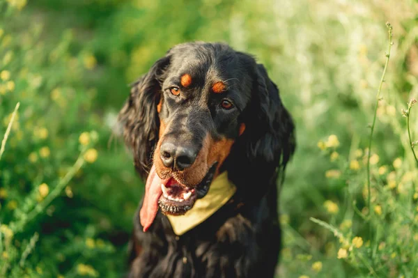 Szkocki pies saperski na zielonej trawie — Zdjęcie stockowe