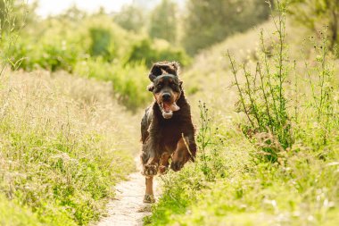 Gordon setter köpeği doğada koşuyor