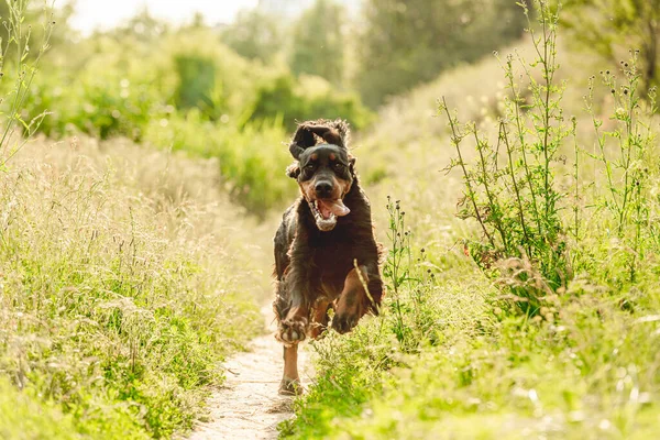 Gordon setter köpeği doğada koşuyor