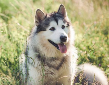 Alaska malamute yaz çimlerinde dinleniyor