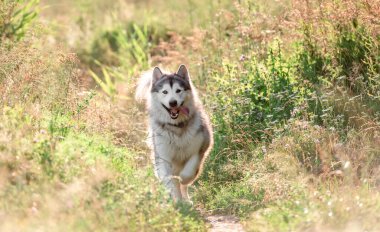 Güneşli tarlada çalışan Alaska Malamute 'u