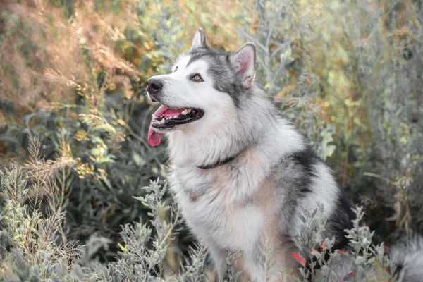 Милая собака в высокой траве — стоковое фото