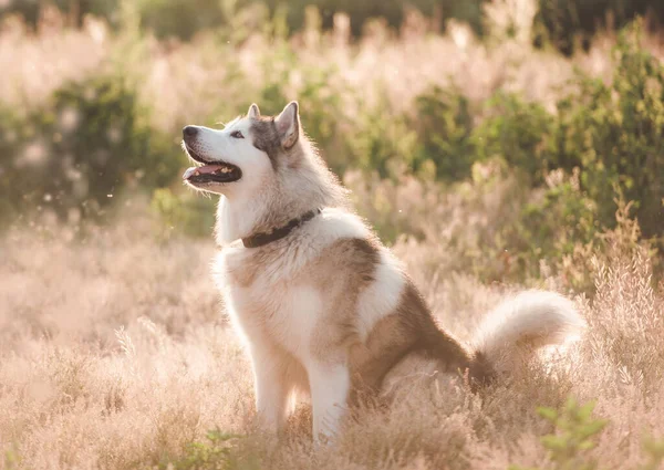 Adopteerbare hond zittend op zomerweide — Stockfoto
