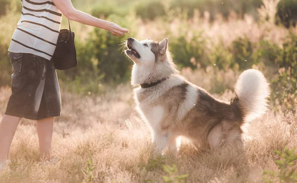 Верная собака с девушкой во время прогулки — стоковое фото