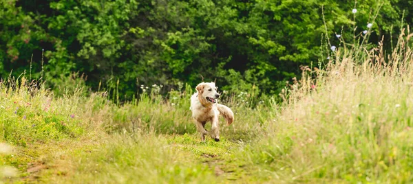 Grappige golden retriever op bloeiende veld — Stockfoto