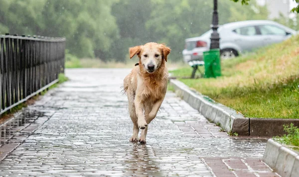 Golden retriever hond loopt onder de regen — Stockfoto