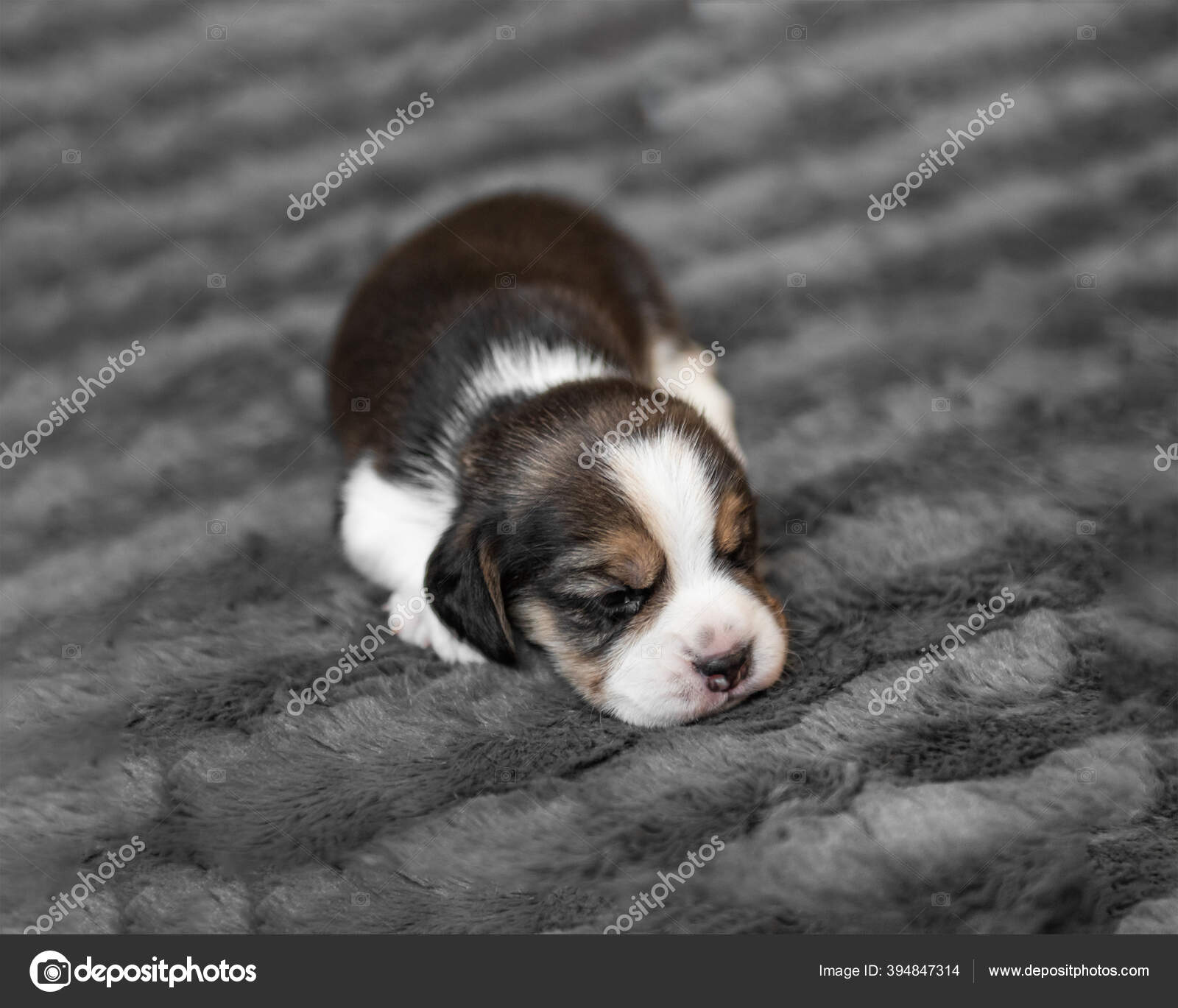 베일을 쓰고 자고 있는 귀여운 강아지 — 스톡 사진 © tan4ikk #394847314, image size:1600x1369