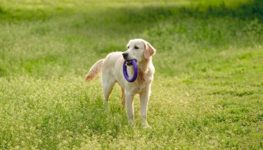 Arazide gezen neşeli köpek.