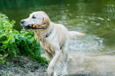 Güzel köpek nehirde eğleniyor.