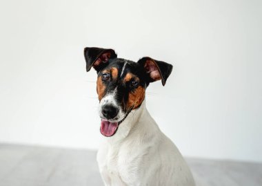 Yumuşak tilki teriyer köpeği.