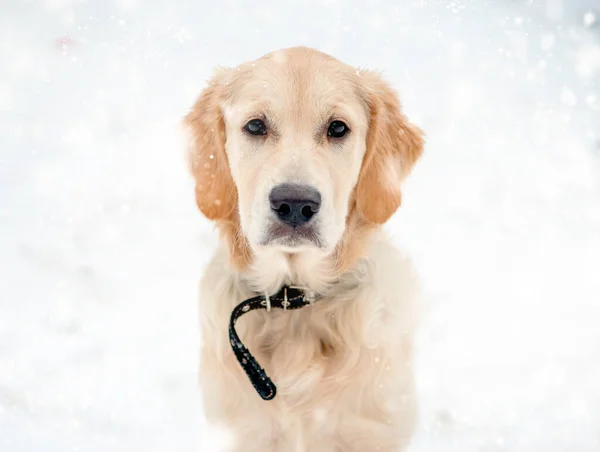 Cute dog muzzle in snowflakes — Stok Foto