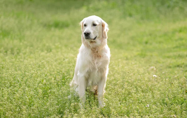 Lindo perro sentado en el campo de floración —  Fotos de Stock