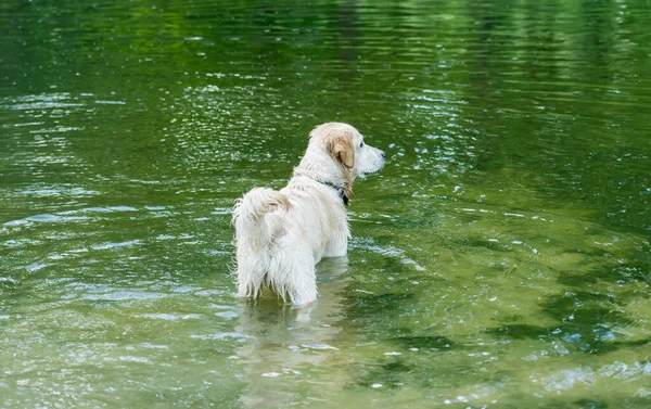 Beau chien debout dans la rivière — Photo