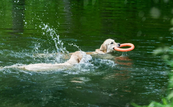 Beaux récupérateurs dorés nageant dans la rivière — Photo