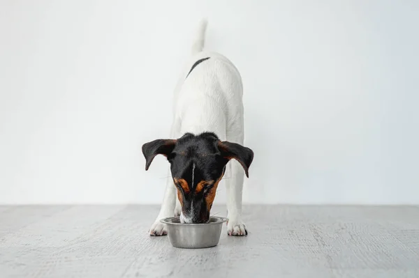Fox terrier kutya eszik tálból — Stock Fotó