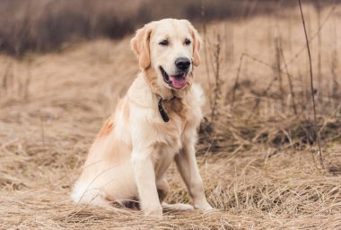 Güzel golden retriever