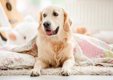 Battaniyeyle kaplanmış sevimli golden retriever