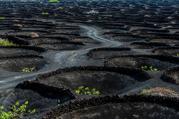 Viñedos en La Geria , — Foto de Stock