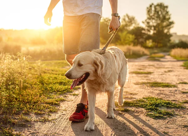 Hund som går med mann ved solnedgang – stockfoto