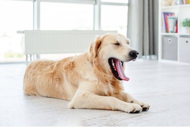 Golden Retriever yerde dinleniyor