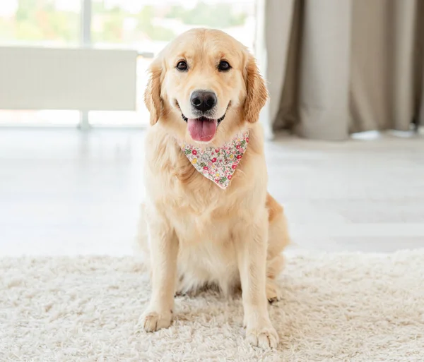 Golden retriever feküdt a fény padlóján — Stock Fotó