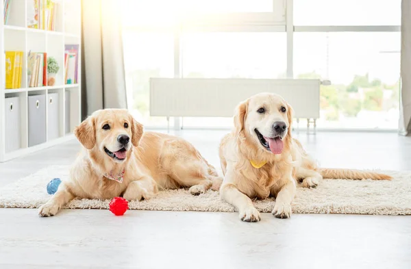 Golden retrievery leżące obok kul — Zdjęcie stockowe