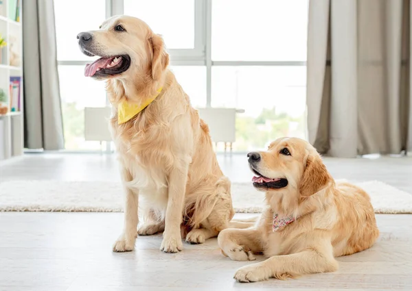 Para golden retrieverów w chusteczkach — Zdjęcie stockowe