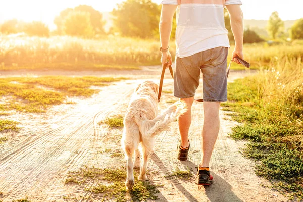 Människan vandrar gyllene retriever i naturen — Stockfoto