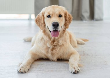 Golden retriever yerde yatıyor.