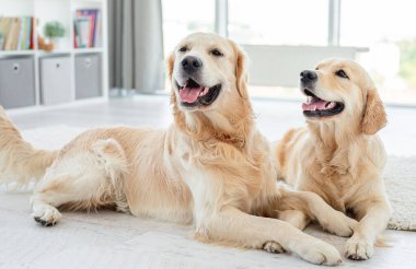 Golden retriever 'lar evde yerde yatıyor.