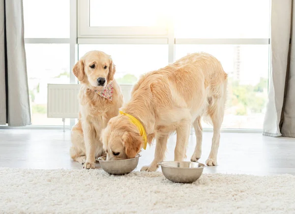 Golden retriever eating from another dogs bowl