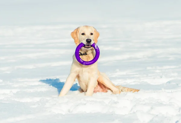 Bel cane che gioca fuori — Foto Stock