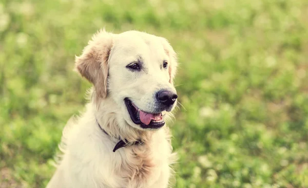 Cute dog sitting on blooming field — Stock Photo, Image