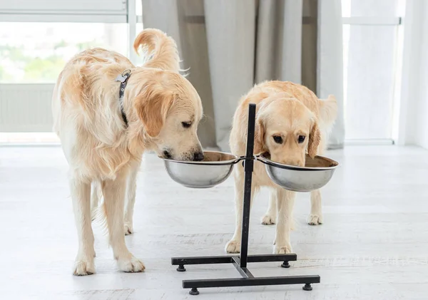 Några golden retrievers dricksvatten — Stockfoto