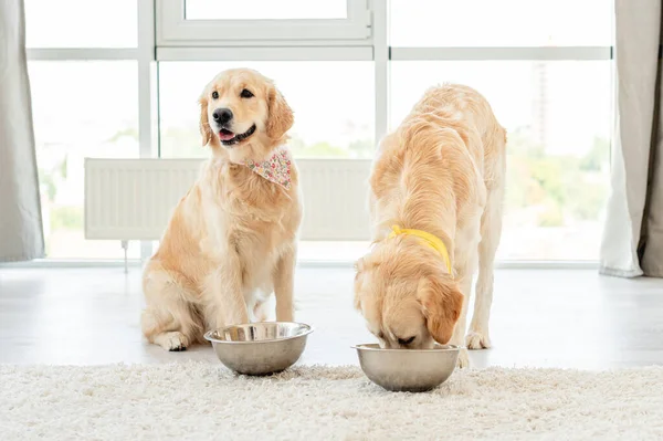 Golden retriever eating from another dogs bowl
