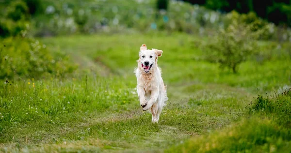 Trevlig hund som springer på våren natur — Stockfoto