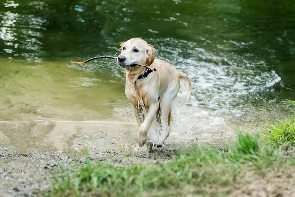 Cute dog running out of lake — Stock Photo, Image