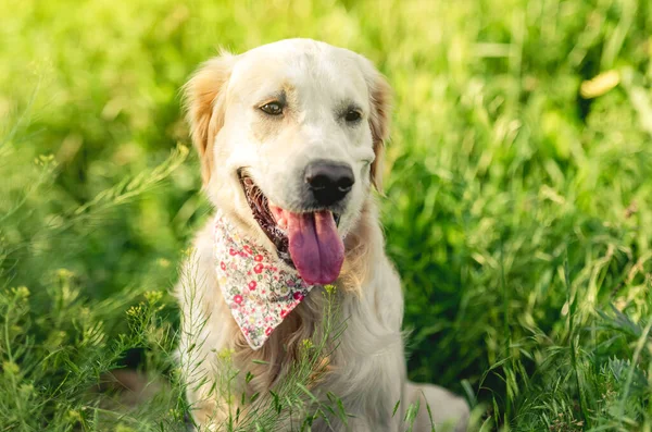 Söt munkorg av golden retriever — Stockfoto