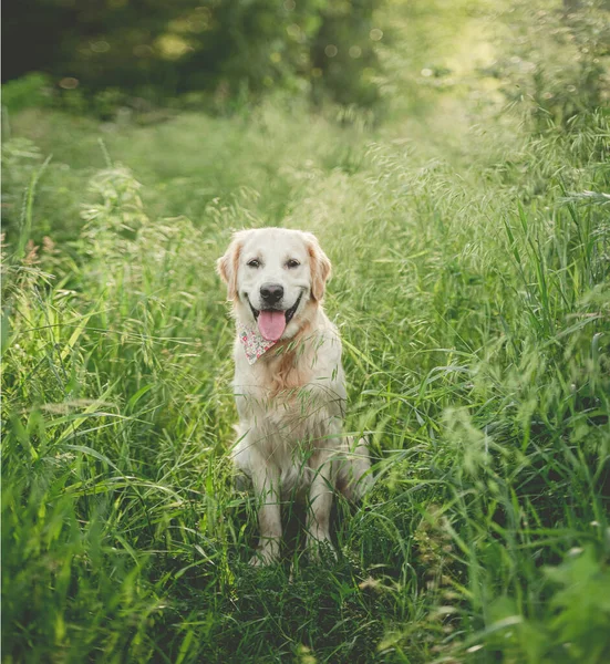 Lindo hocico de golden retriever —  Fotos de Stock