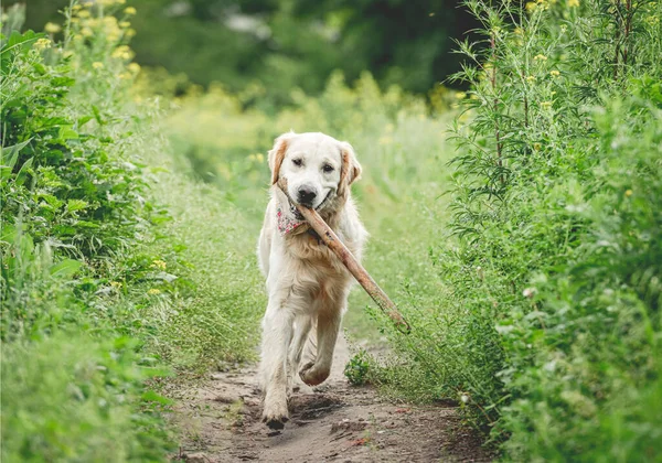 Χαριτωμένο σκυλί τρέχει με ραβδί — Φωτογραφία Αρχείου