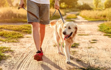 Golden Retriever insan bacağının yanında yürüyor