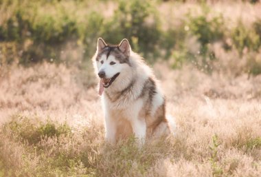 Evcil köpek yaz çayırında oturuyor.