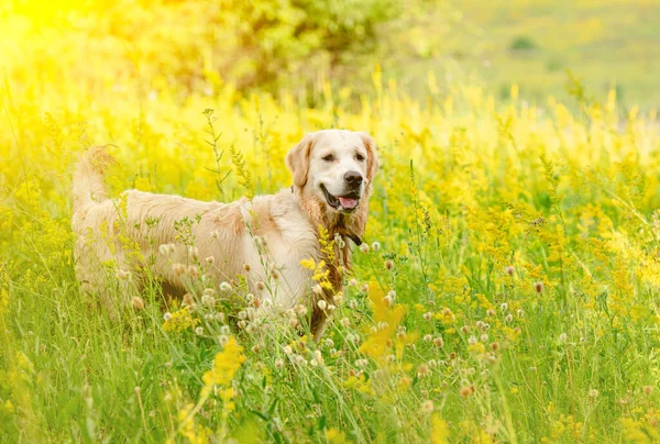 Divertido golden retriever en el campo de floración — Foto de Stock