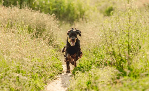 Gordon setter köpeği doğada koşuyor
