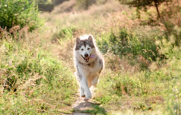 Malamute do Alasca correndo em campo ensolarado — Fotografia de Stock